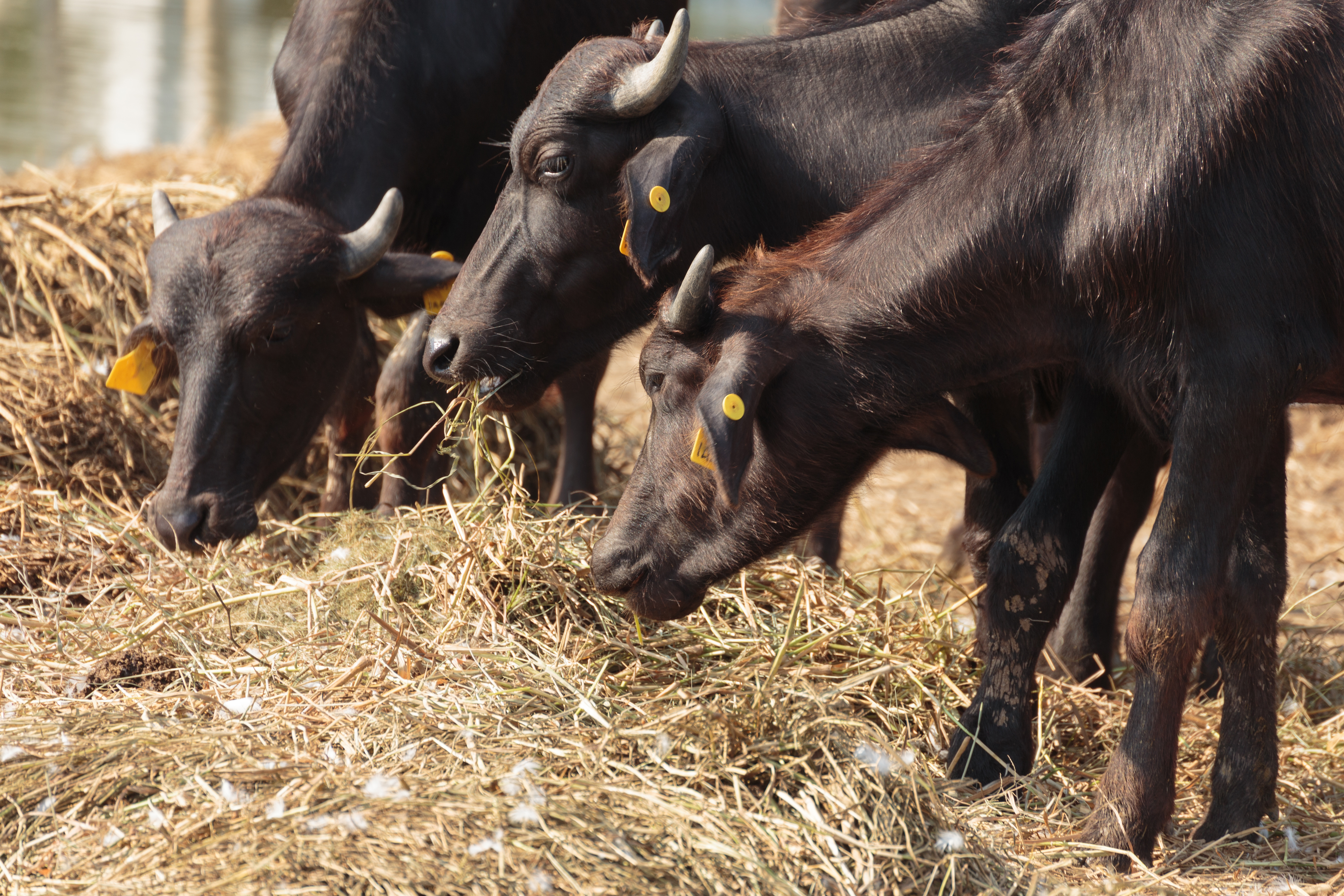 Young Buffaloes at Dry Hay Station