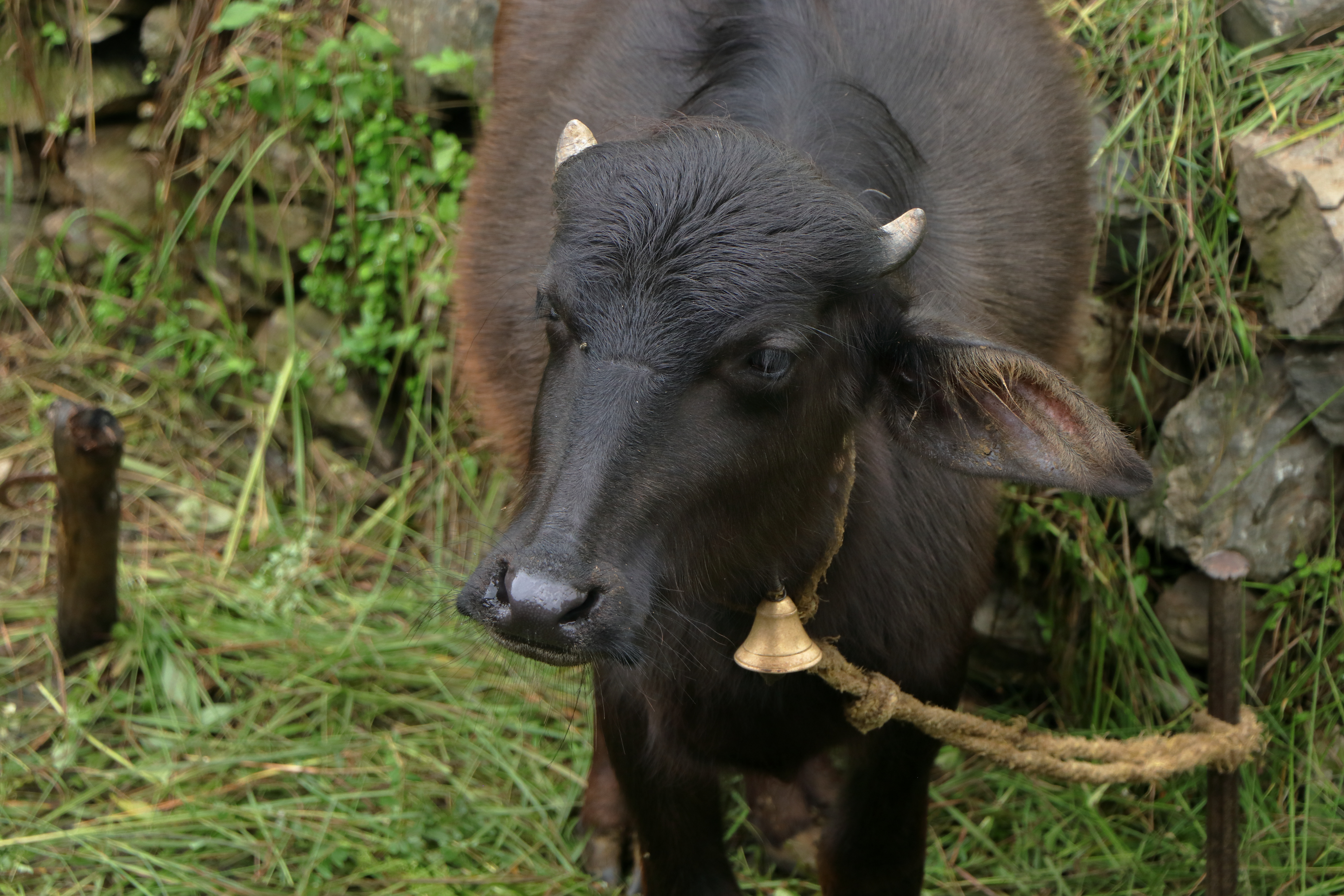Murrah Buffaloes Grazing in Green Pastures