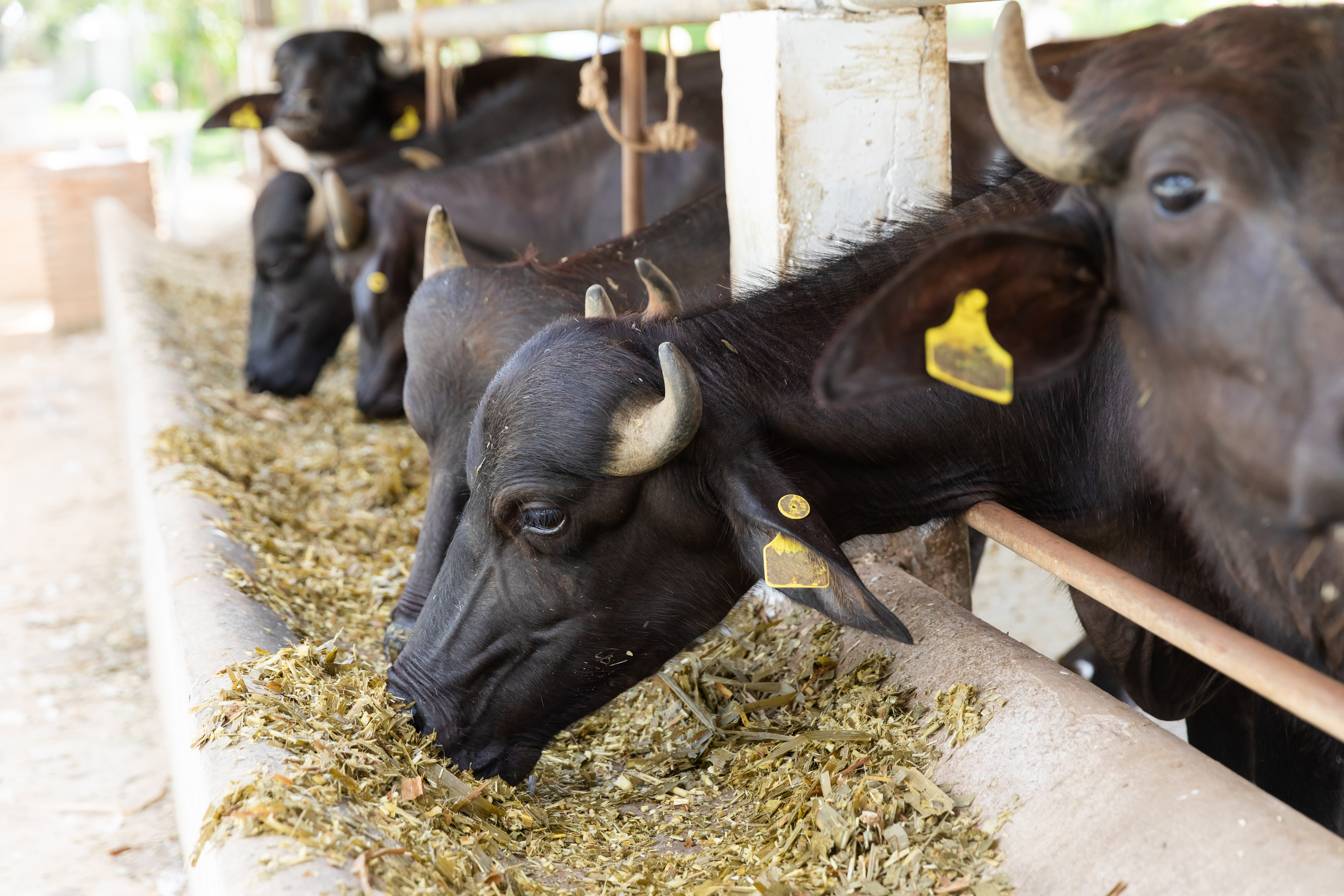Clean Elevated Mangers & Tagged Herd Feeding