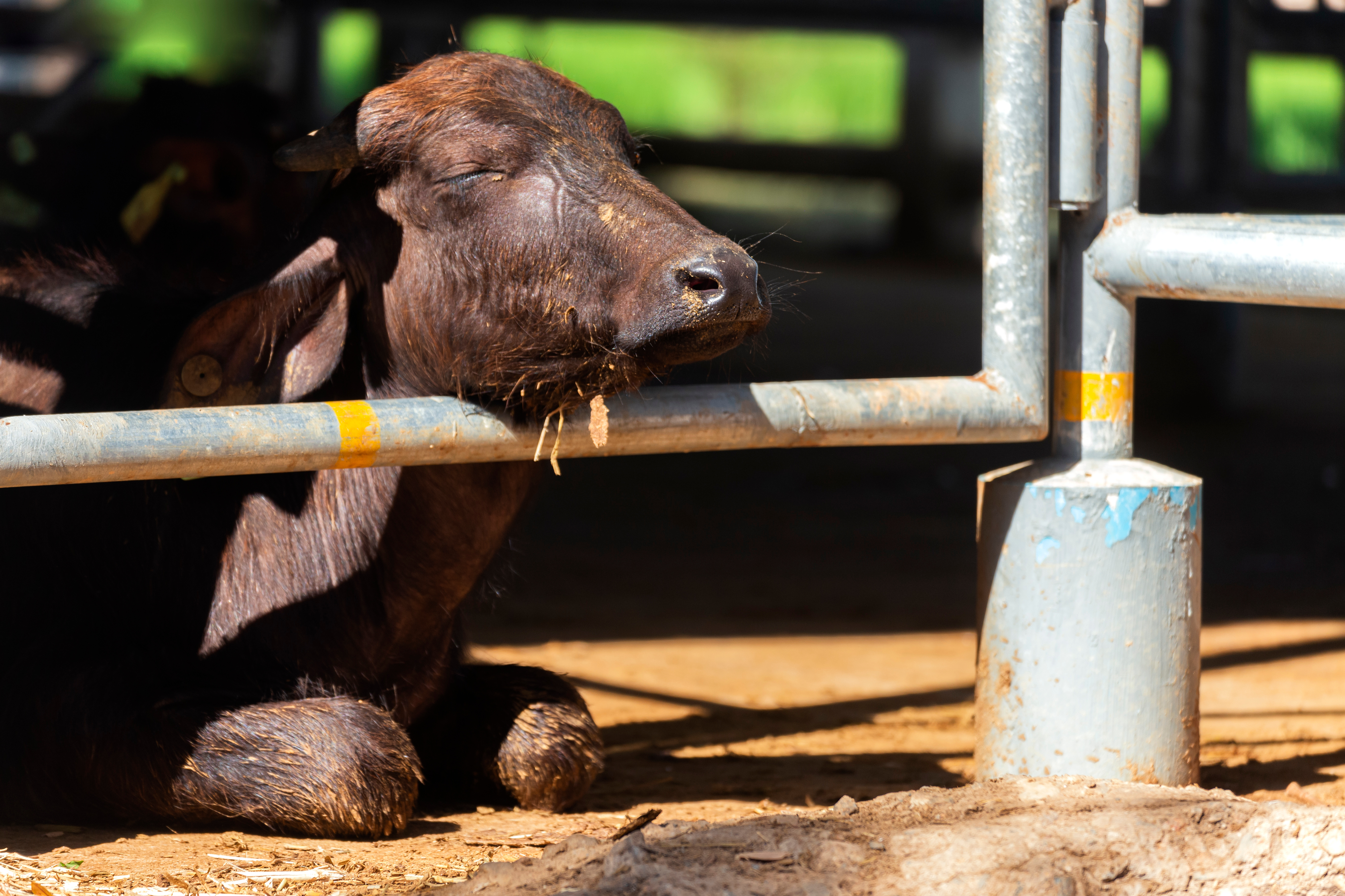 Calm Murrah Calf Resting in Stall Shade