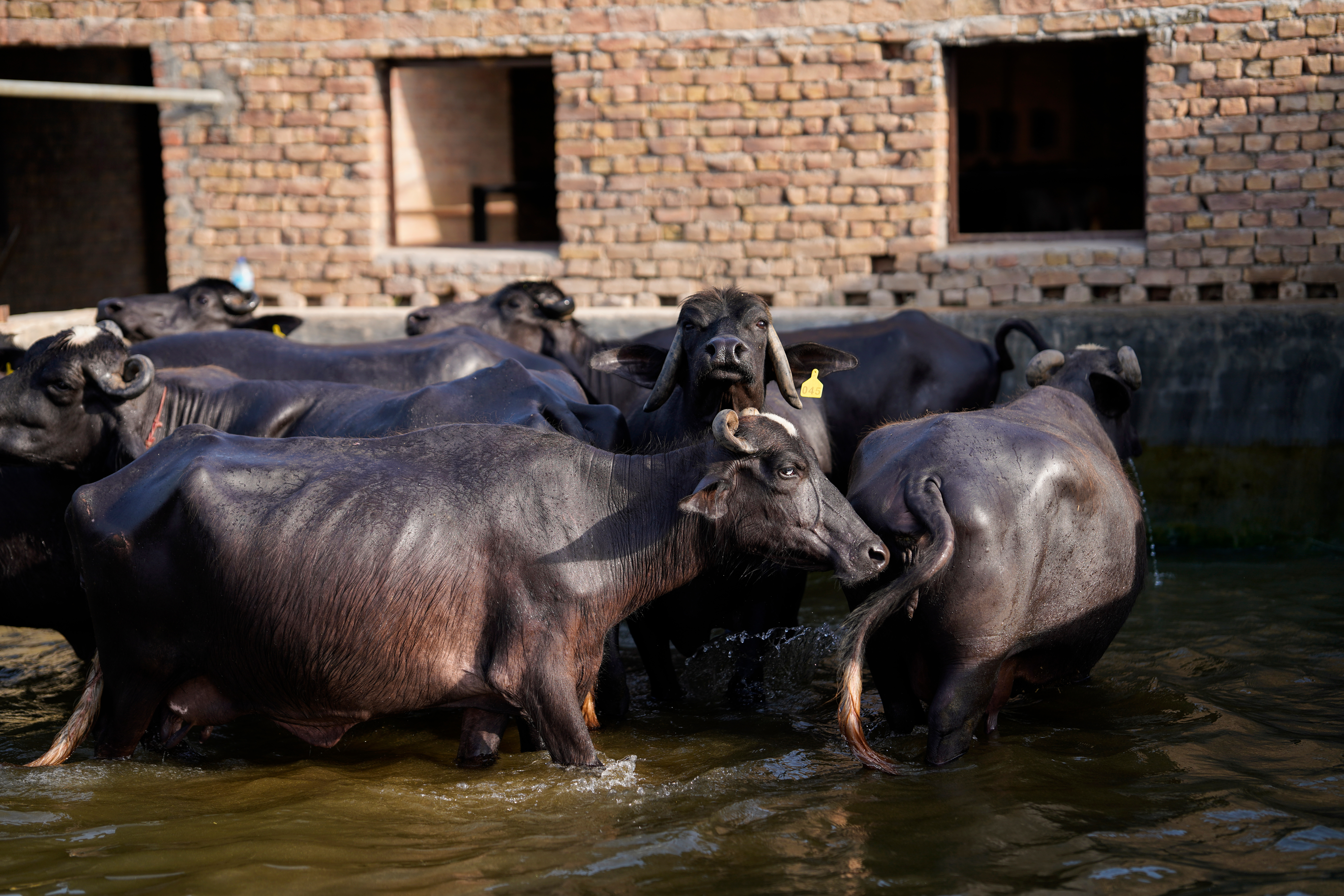 Murrah Herd Afternoon Water Cooling & Wallow