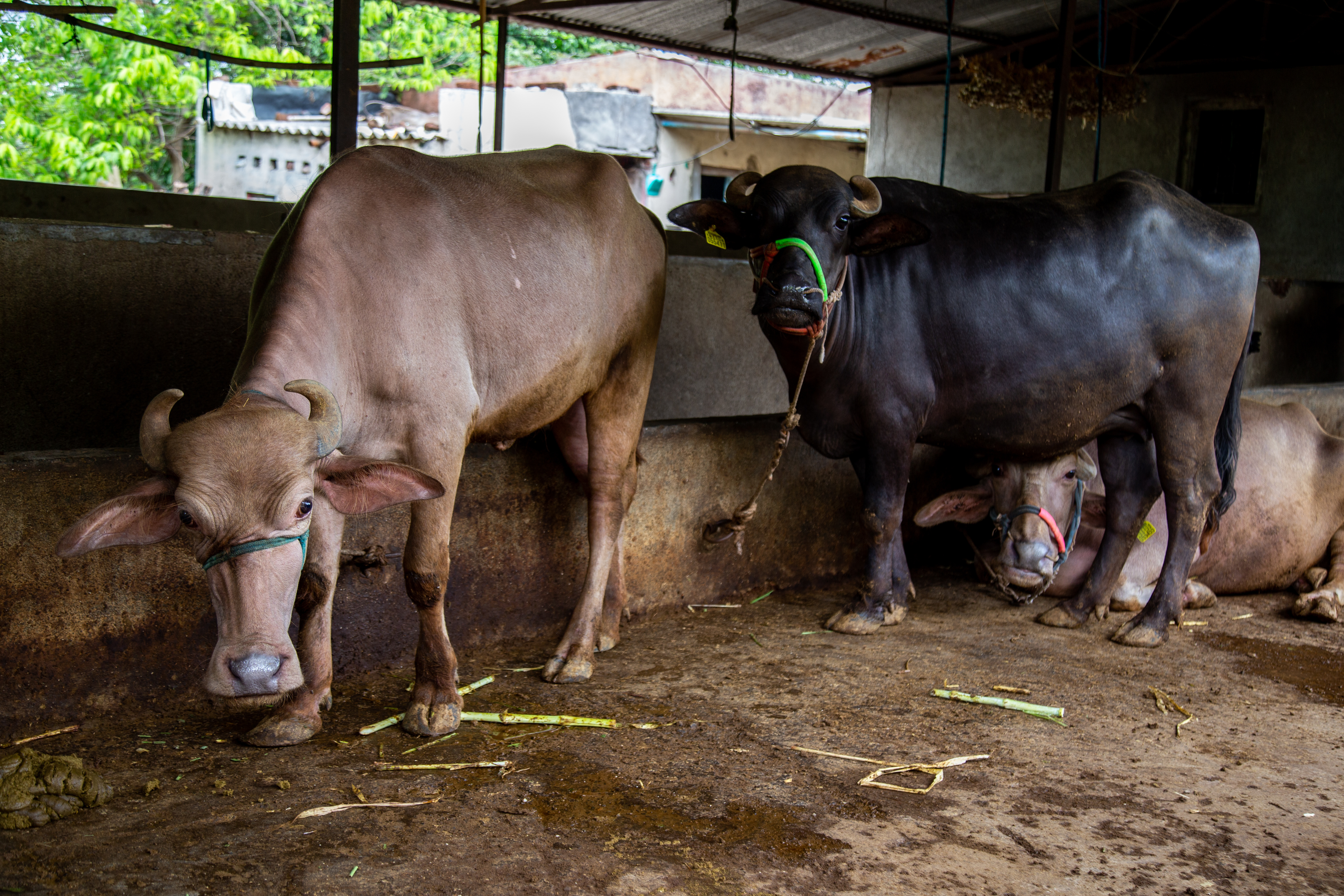 Comfortable Resting Stalls & Natural Airflow