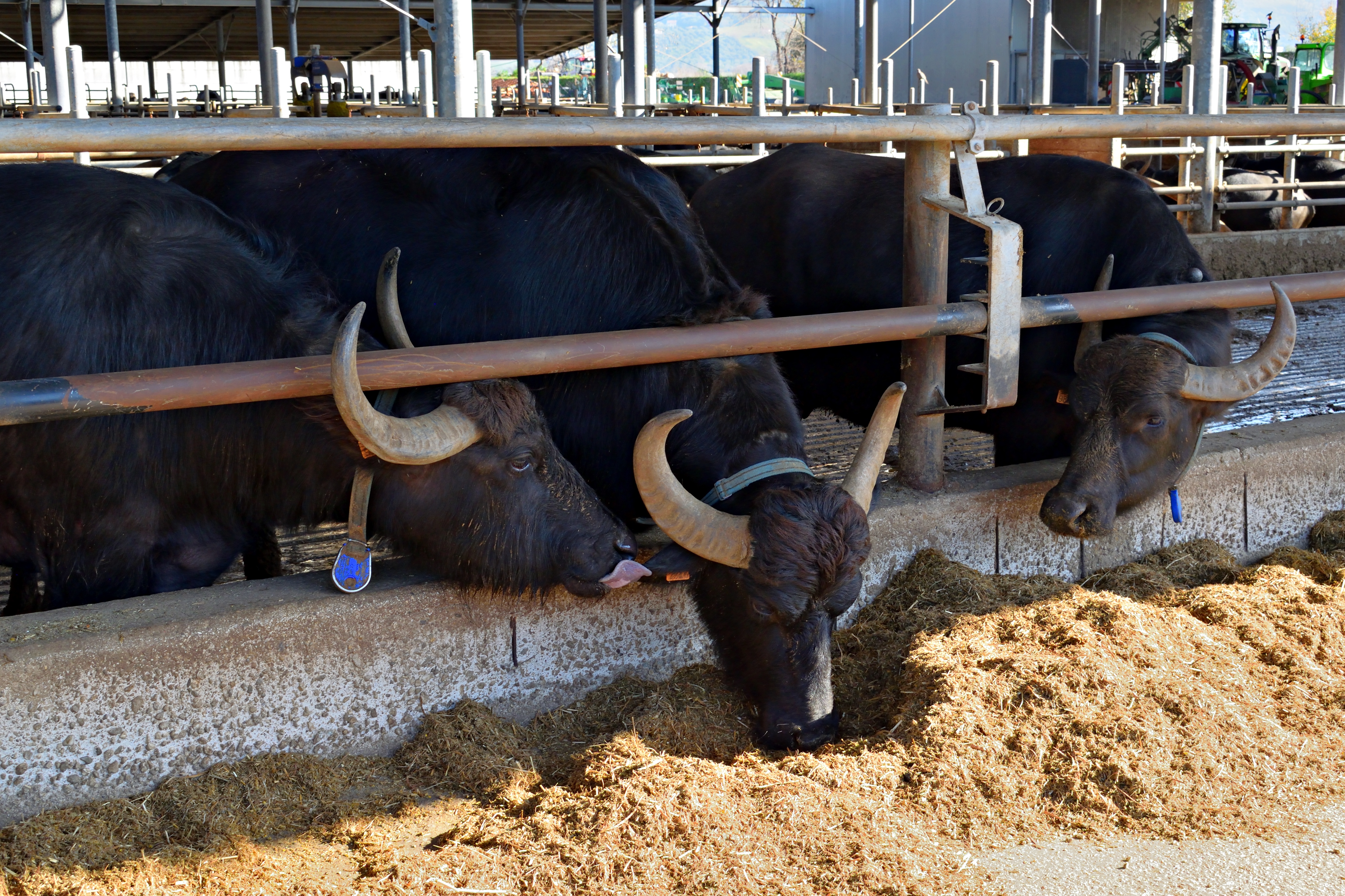 Murrah Buffalo Herd in Didugu Barn