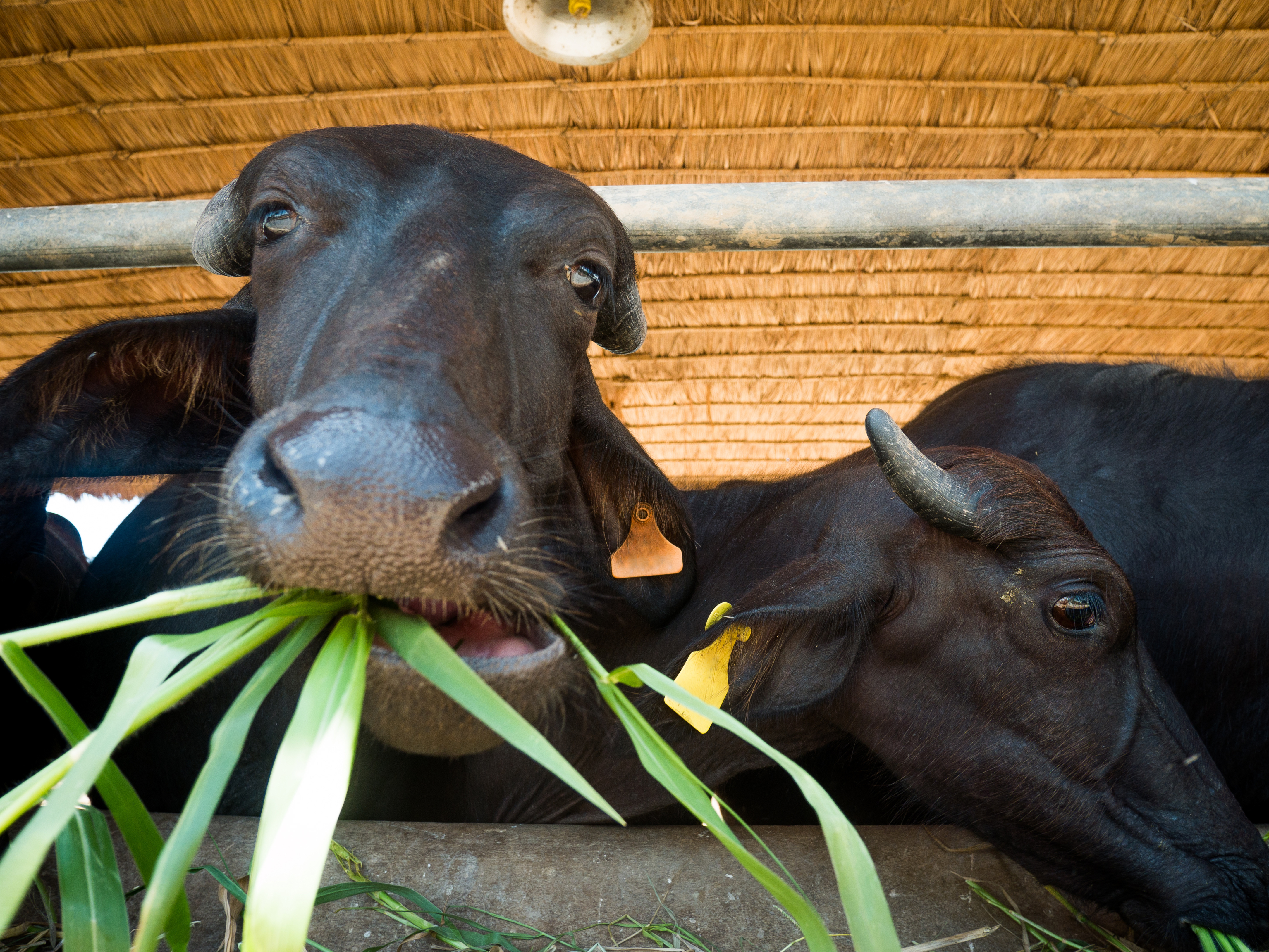 Murrah Buffaloes Ruminating on Fresh Sorghum