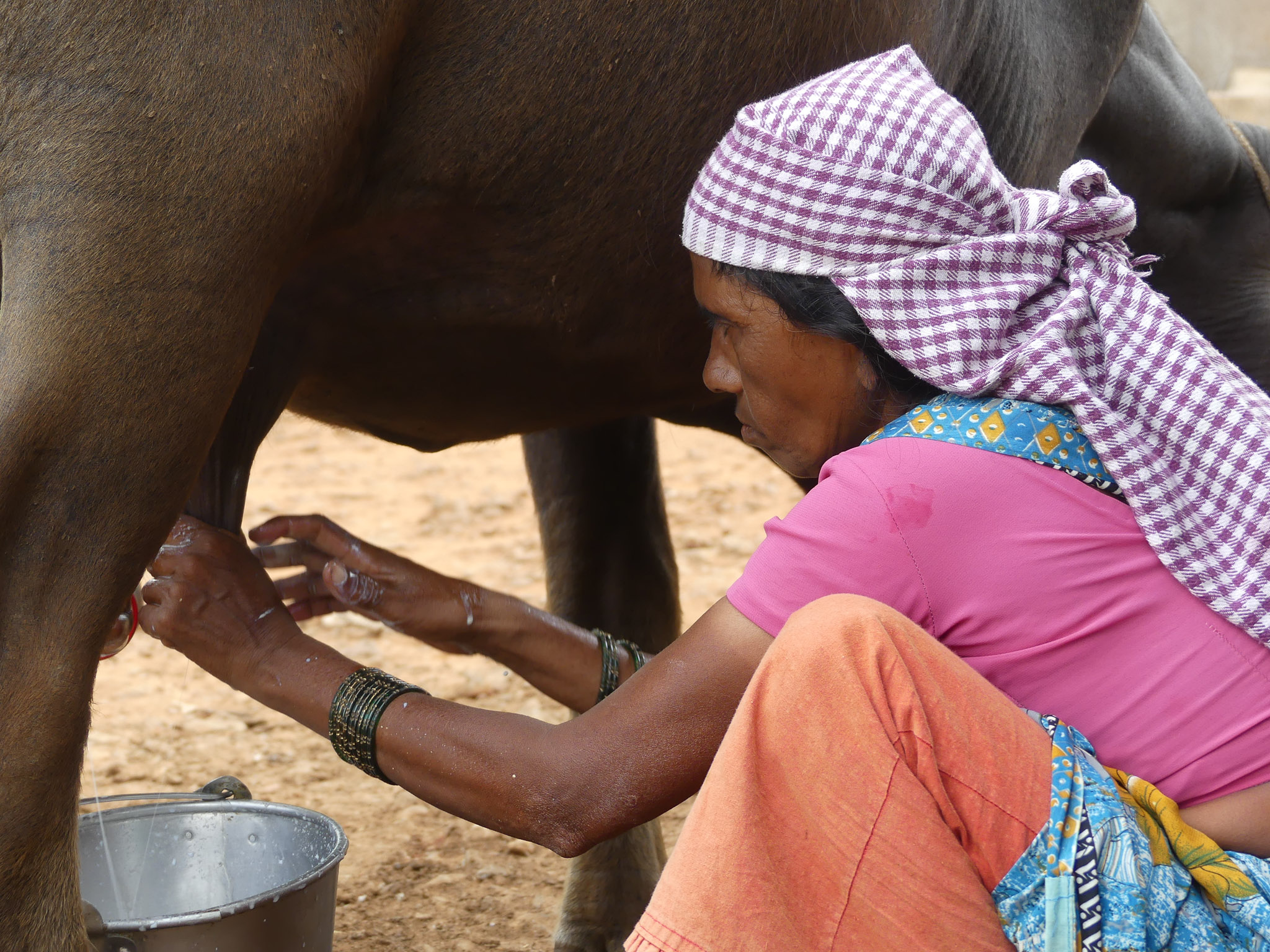 Hygienic Milking Practice & Animal Welfare