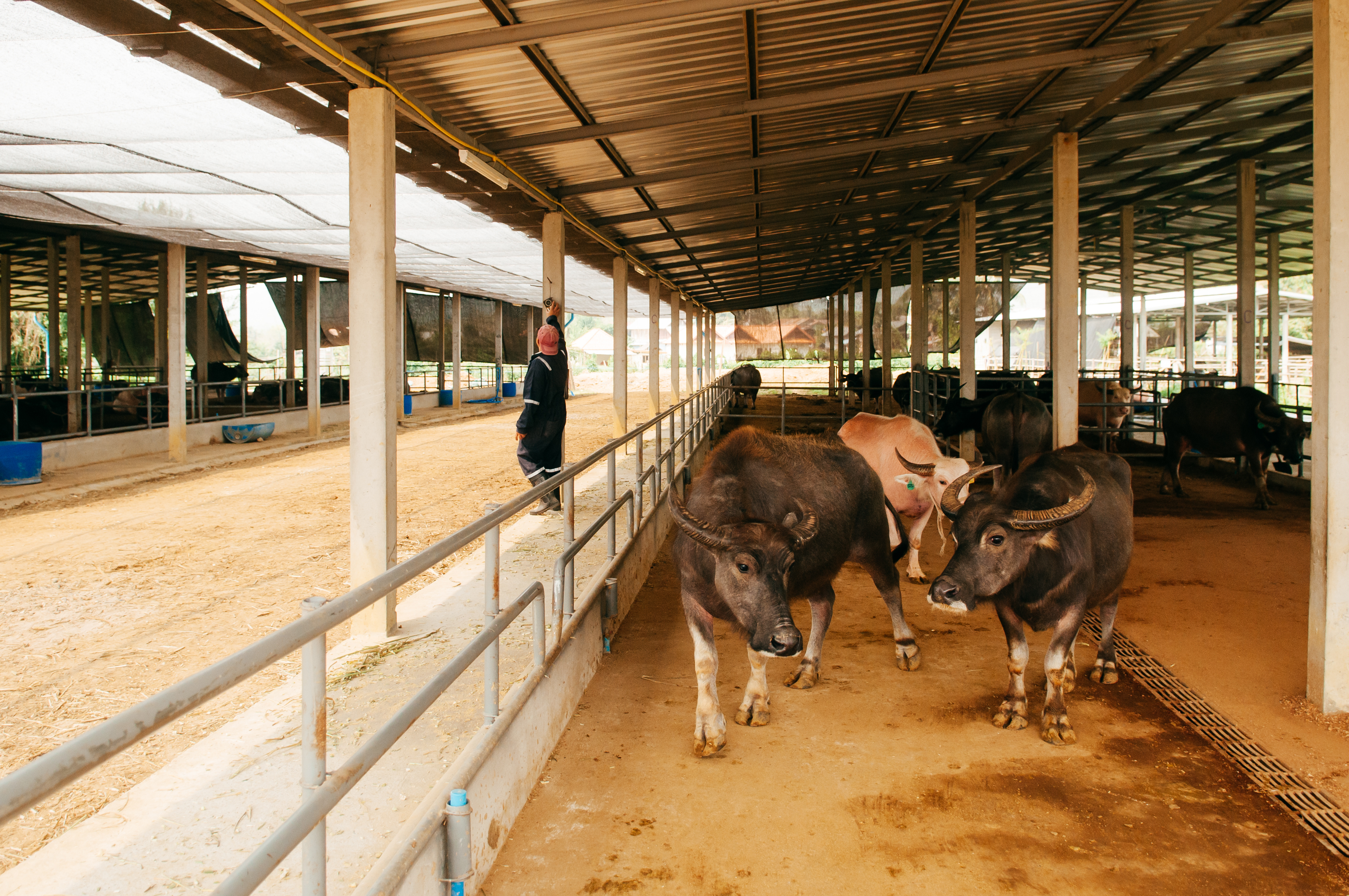 VBR Barns modern dairy facilities in Didugu