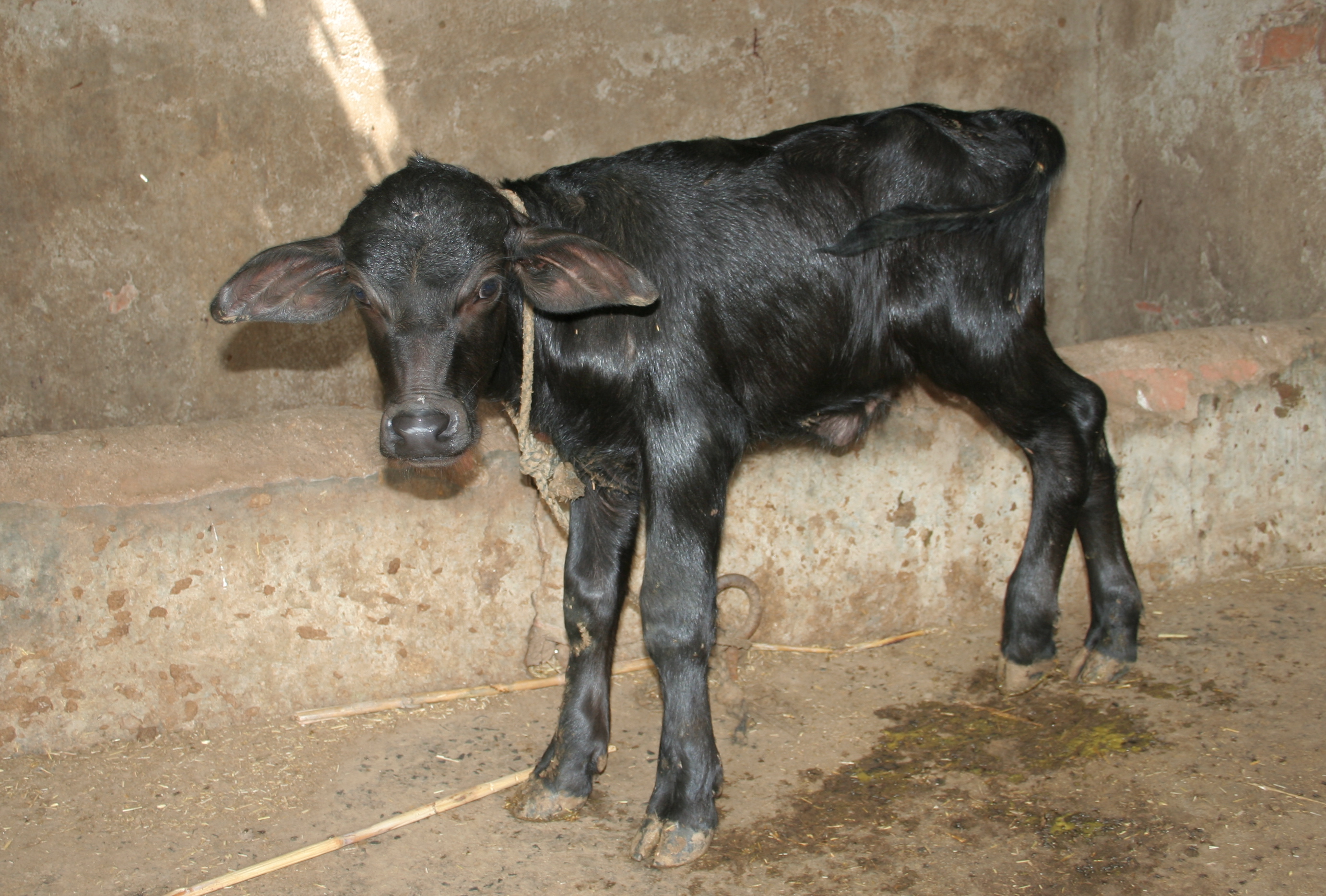 Godavari · Murrah Buffalo (VBR-MUR-0196)