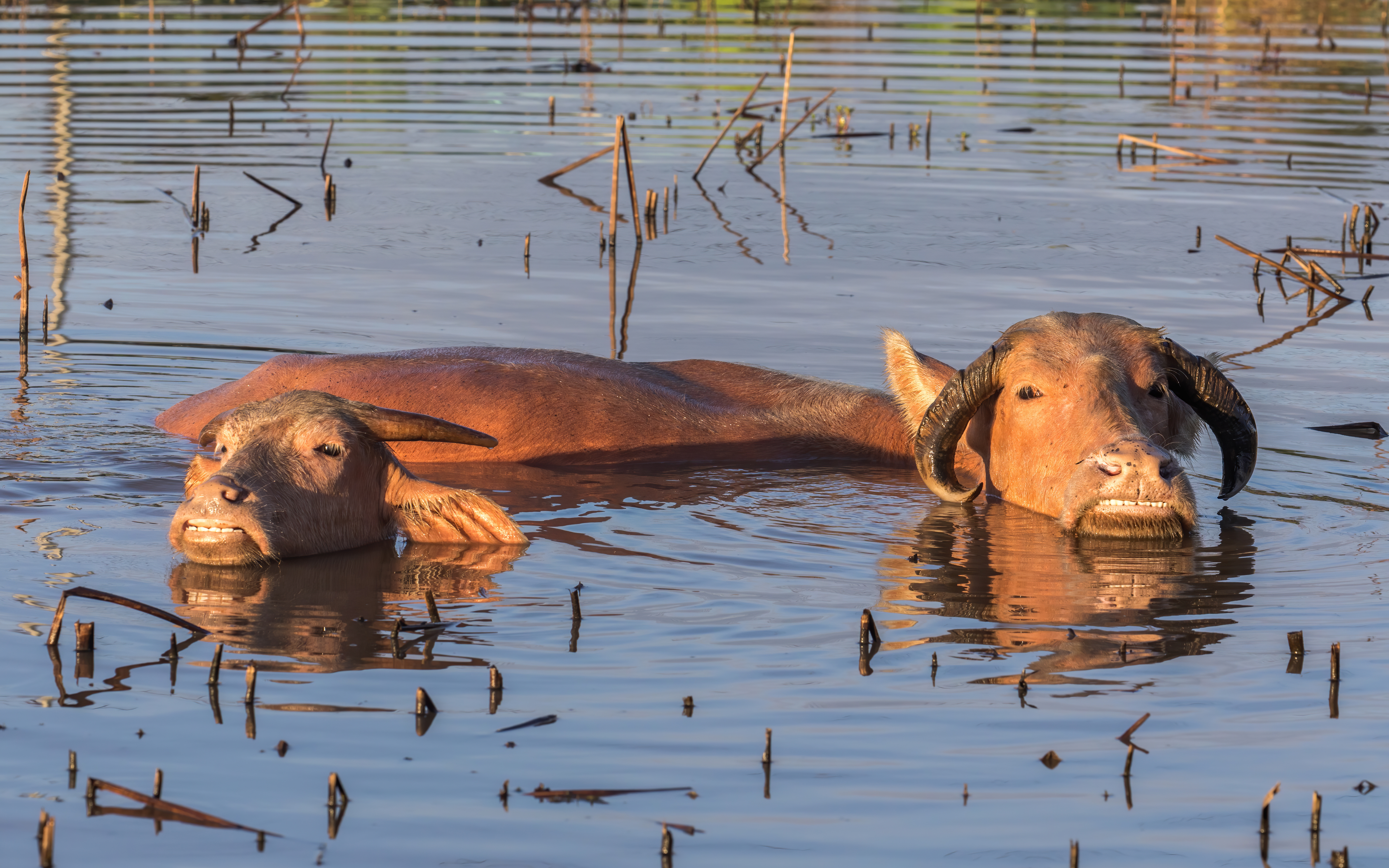 Kaveri · Murrah Buffalo (VBR-MUR-0275)