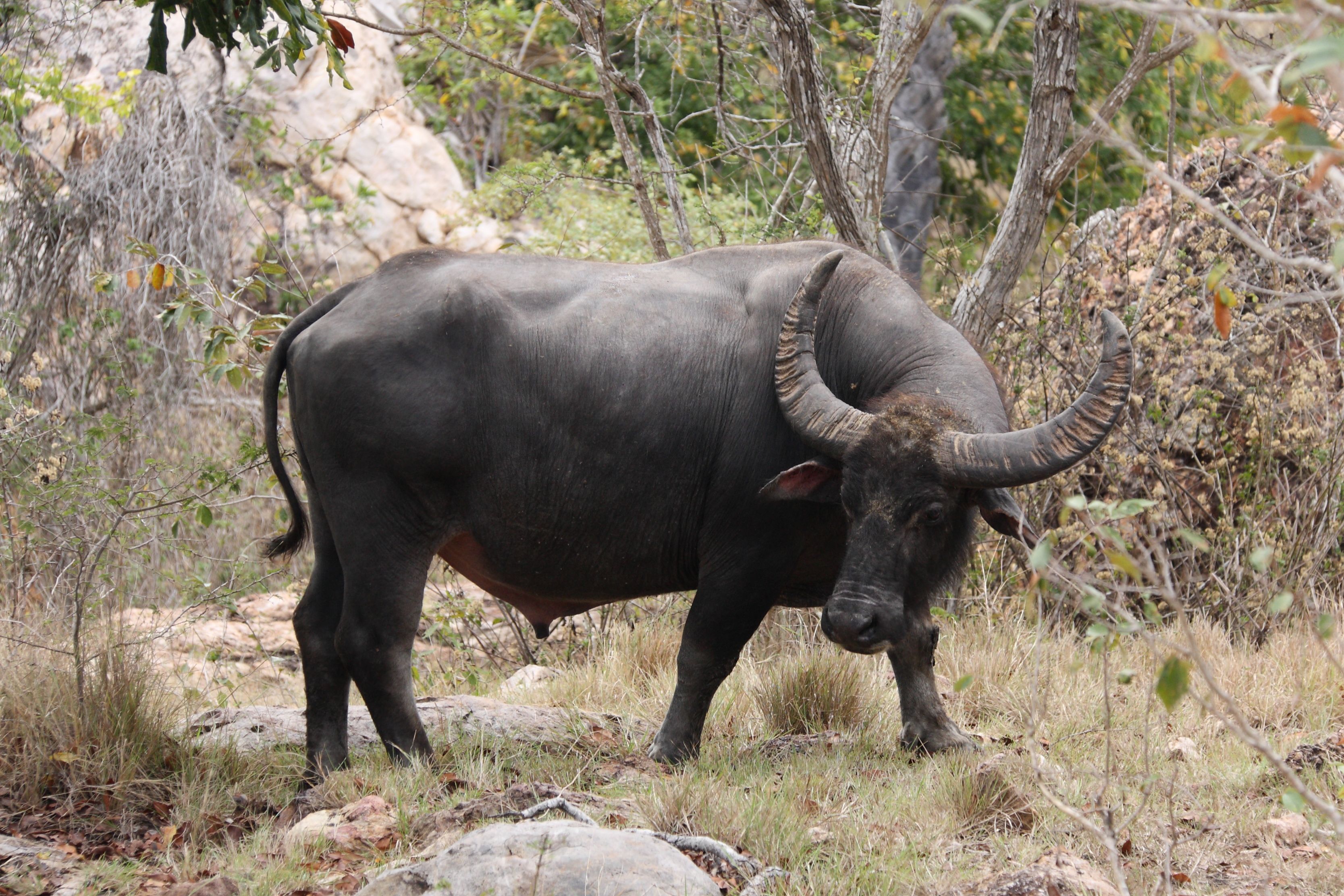 Krishna · Murrah Buffalo (VBR-MUR-0341)