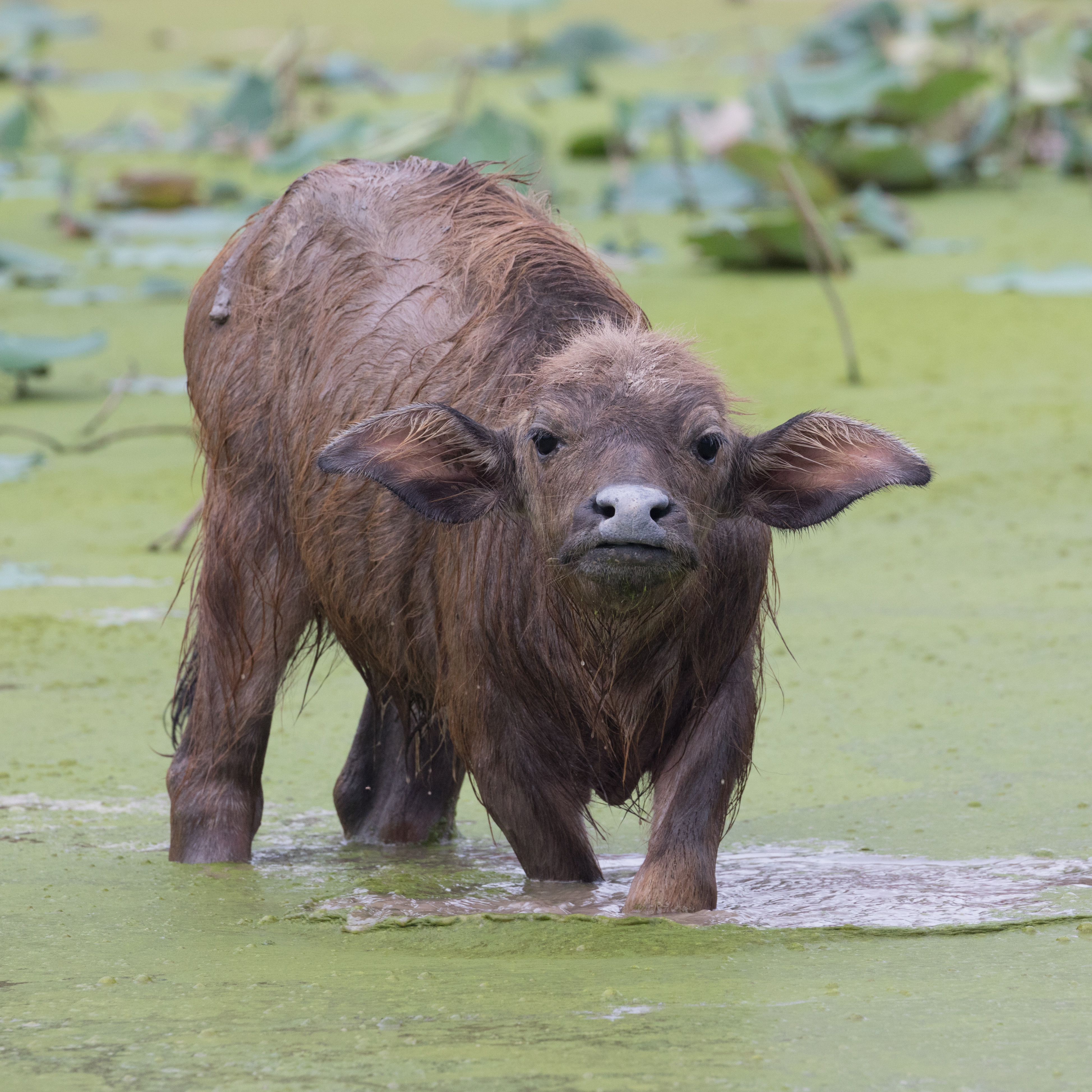 Narmada · Murrah Buffalo (VBR-MUR-0358)
