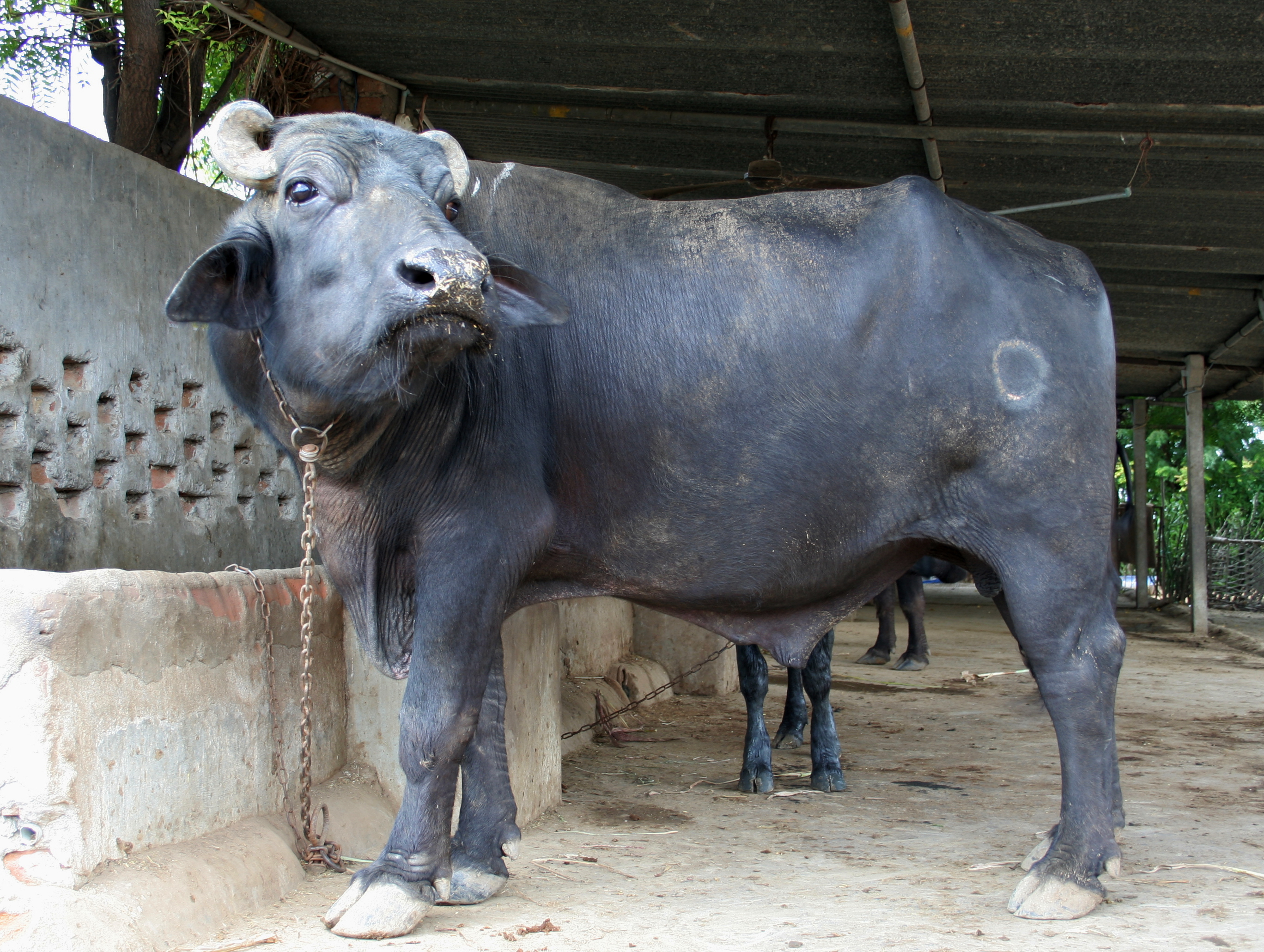 Yamuna · Murrah Buffalo (VBR-MUR-0312)